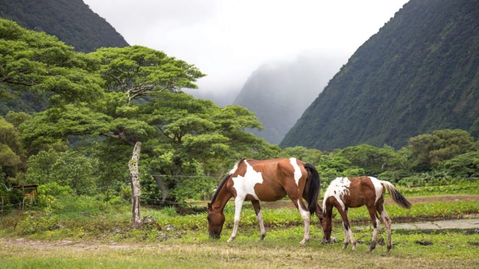 Horseback-Riding-in-Hawaii